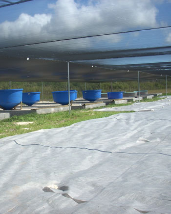 Aquaponic-tanks-.jpg