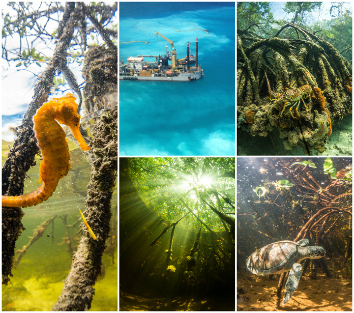 Bahamas-Marine-Nature.jpg