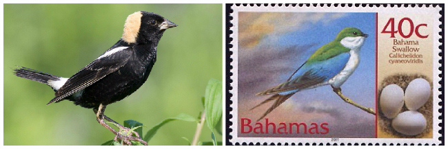 Bobolink-Swallow.jpg