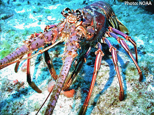 Caribbean_spiny_lobster.jpg