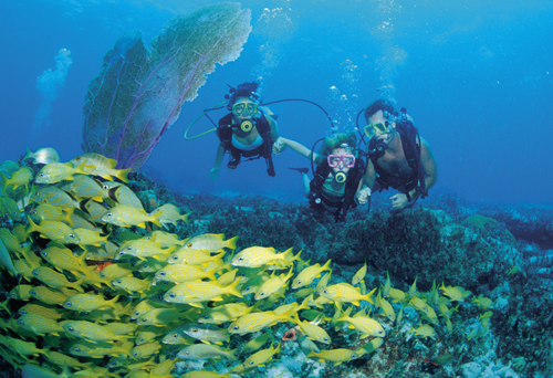 Diving-In-The-Bahamas.jpg