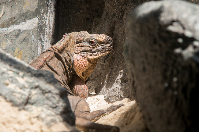 Exuma-Rock-Iguana-SHEDD.jpg