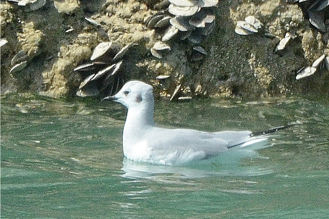 Gull.jpg