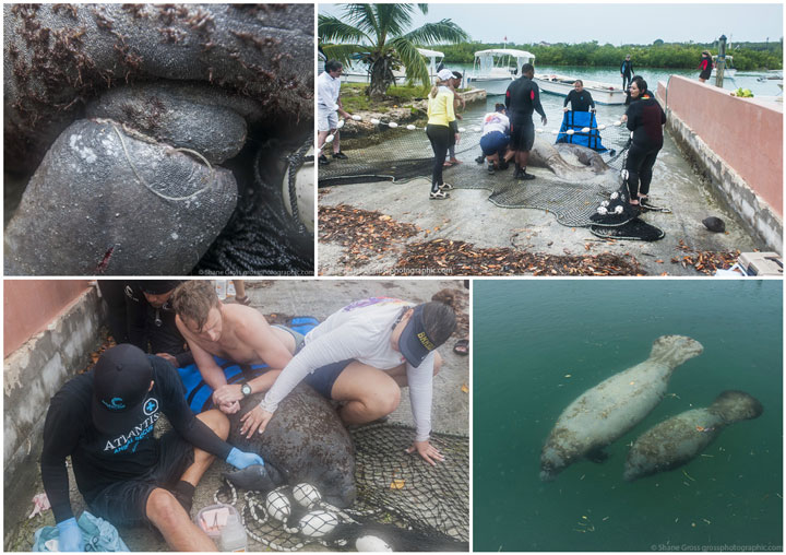 Manatee-Rescue-Bahamas.jpg