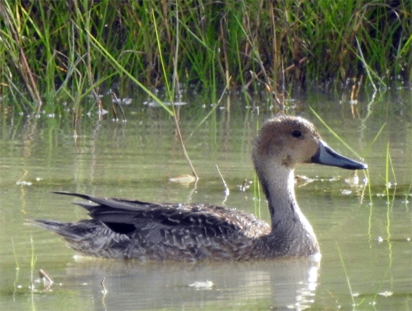 Pintail.jpg