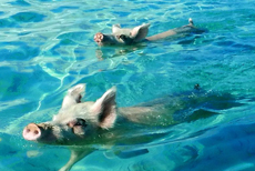 Swimming-Pigs-Delta.jpg