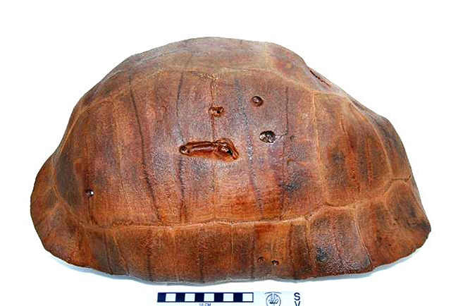 Tortoise_Shell.jpg