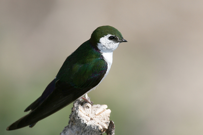 Violet-green-swallow.jpg
