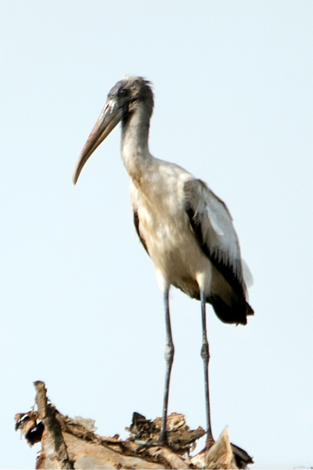 Wood-Stork.jpg