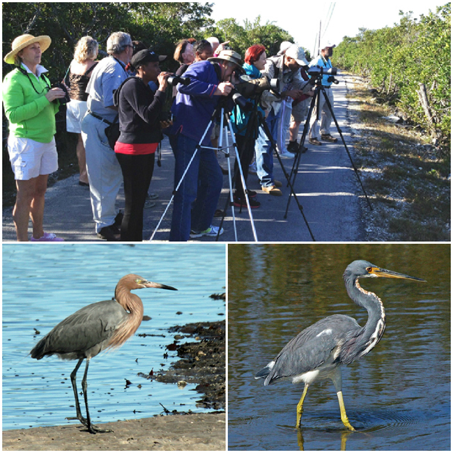 birders-west-end.jpg