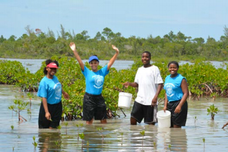 mangroves.jpg