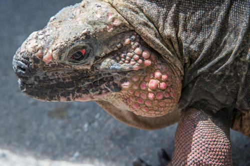 shedd-aquarium-Iguanas.jpg