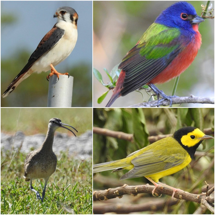 Birdcount-Species.jpg