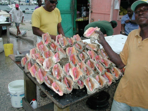 Queen-Conch-Caribbean.jpg