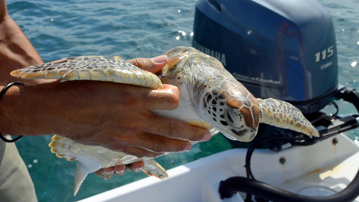 Turtle-Close-Up.jpg