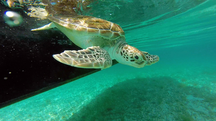 Turtle-Diving.jpg