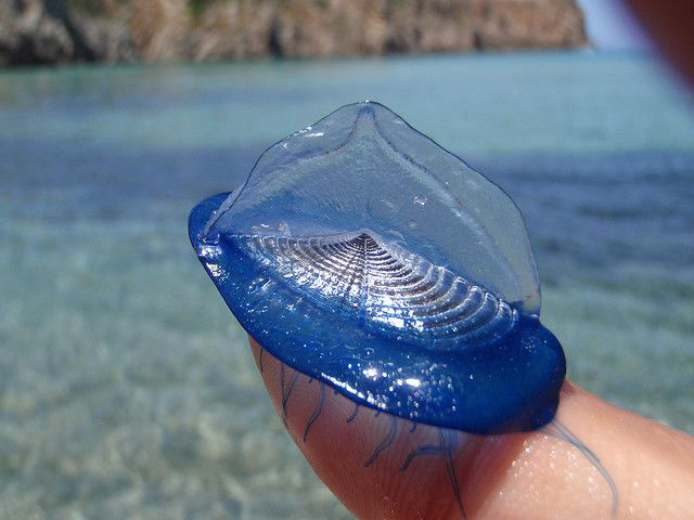 Velella-velella_-Purple-Sail-adult.jpg