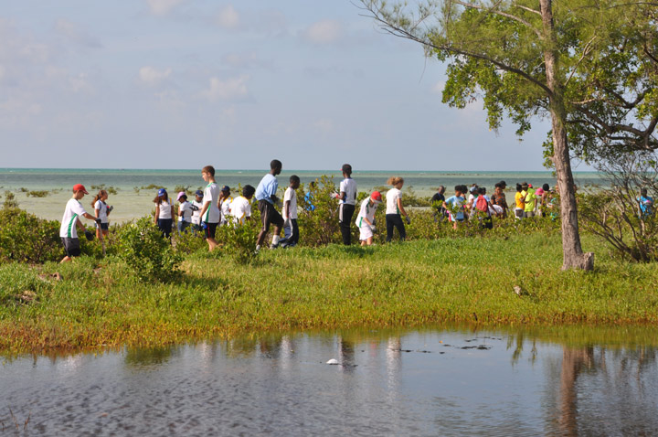 Volunteers-clearing-mangroves-of-trash-during-Last-years--cleanup.jpg