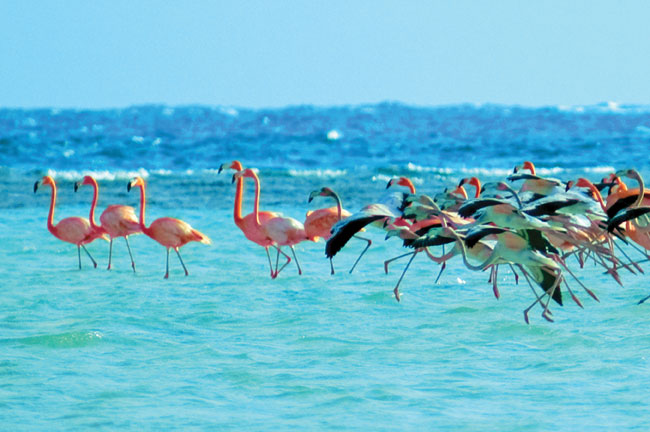 West-Indian-Flamingoes-of-Inagua-Bahamas.jpg