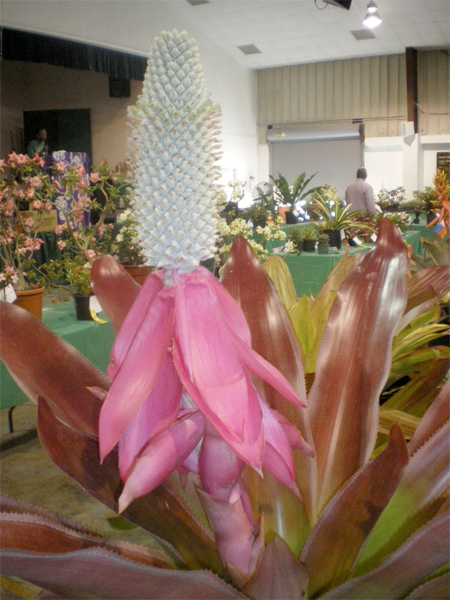 Horticultural Society of the Bahamas to show on April 2