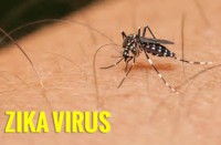 zika-virus.jpg