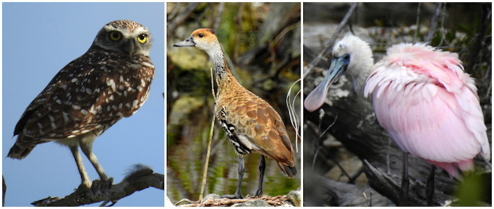 3-Birds-owl-duck-spoonbill.jpg