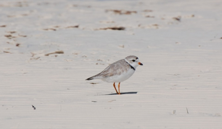 A_Piping_Plover.jpg