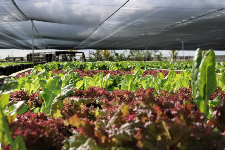 A_full_harvest_of_lettuce_and_other_greens.jpg