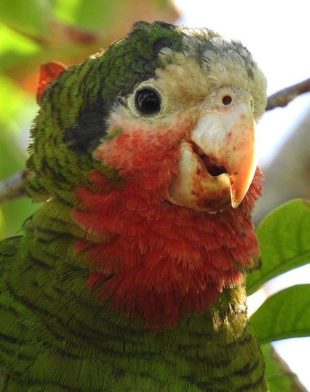 Birding-3-parrot.jpg