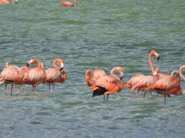 Birding-Flamingos-2.jpg