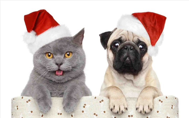 Christmas_Cat_and_Dog_1_.jpg