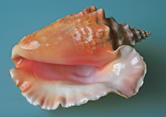 Conch-shell.jpeg