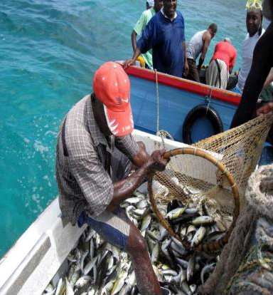 Flyingfish_as_seen_here_is_popular_in_the_Eastern_Caribbean_1.jpg