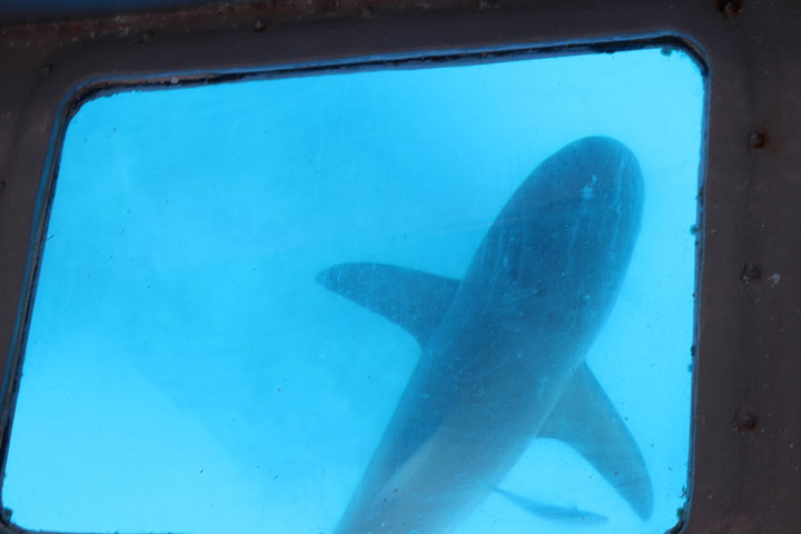 Shark-viewed-from-the-Glassbottom----Boat-glass-panel.jpg