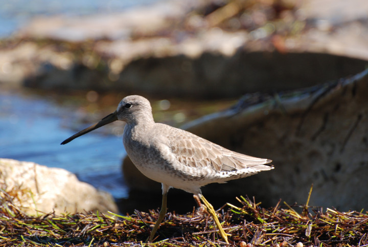 Short_Billed_Dowitcher.jpg