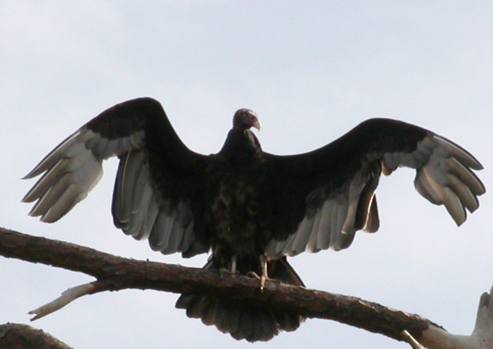 Turkey_Vulture.jpg