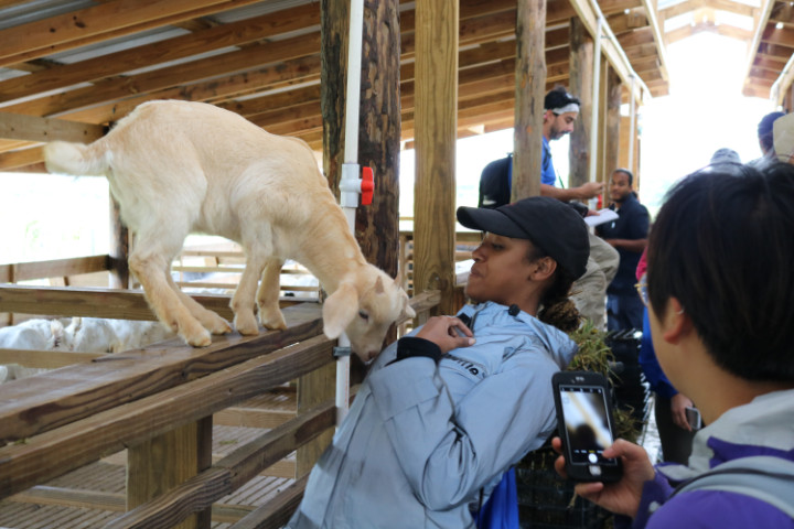 Up_close_and_personal_with_the_baby_goats.jpg