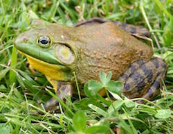 bullfrog-story_1.jpg