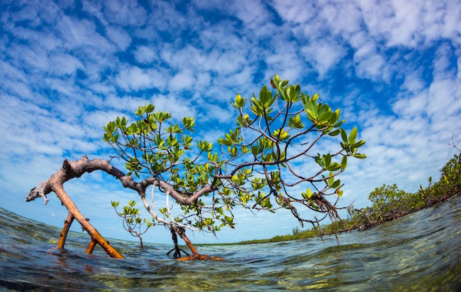 mangrove-Grand-Bahama.jpg