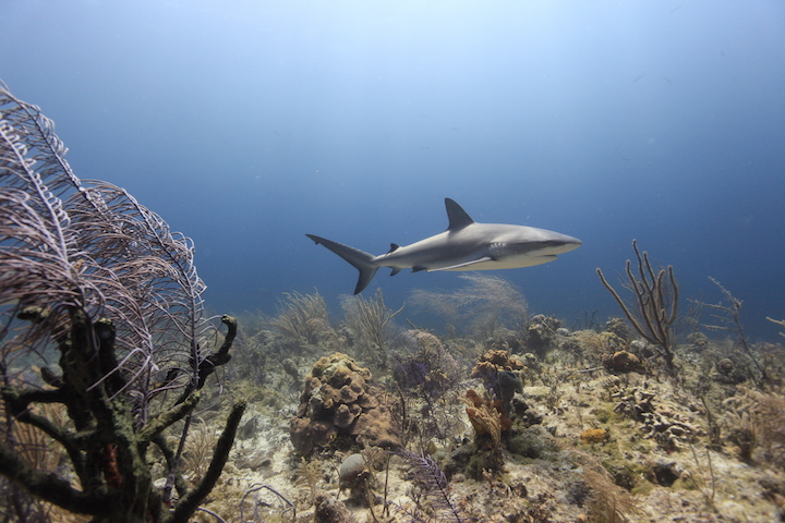 shark-bahamas-Pew.jpg