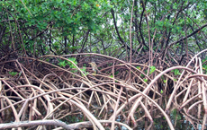 1GBspeciesMangrove1473_1_copy_1.jpg