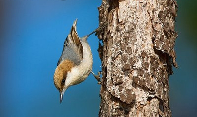 Brown-headedNuthatch_EMELEG_MEL3437_1_.JPG