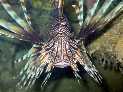 LionFish.JPG