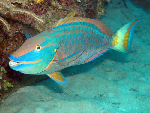 ParrotFish.JPG