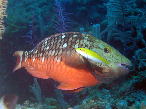 ParrotFish2.JPG