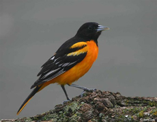 baltimore_oriole_1_1_.JPG