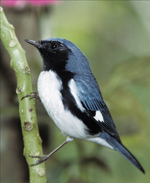 black-throated-blue-warbler_1_sm.jpg