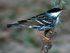 blackpoll_warbler_1_L_1_.JPG