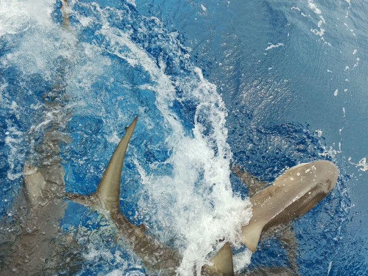 0421181220ncropped_EARTHCARE_Eco____________________Kids_watch_as_Caribbean_Reef_Sharks_are_fed_on_the______Glassbottom___________Boat.jpg