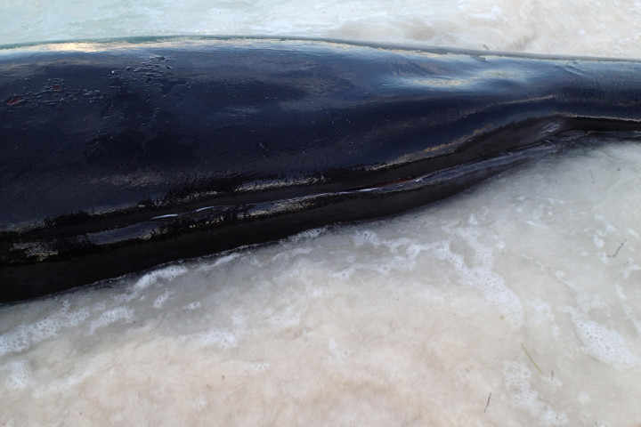 Alive_pilot_whale_with_3ft_long_cut.jpg